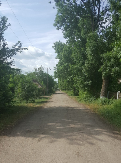 Пряма грунтова сільська дорога, що простягається вглиб кадру між високими зеленими деревами та кущами. На поверхню дороги лягають тіні від крон дерев. На задньому плані видно світле небо з легкими білими хмарами та лінію електропередач. 
