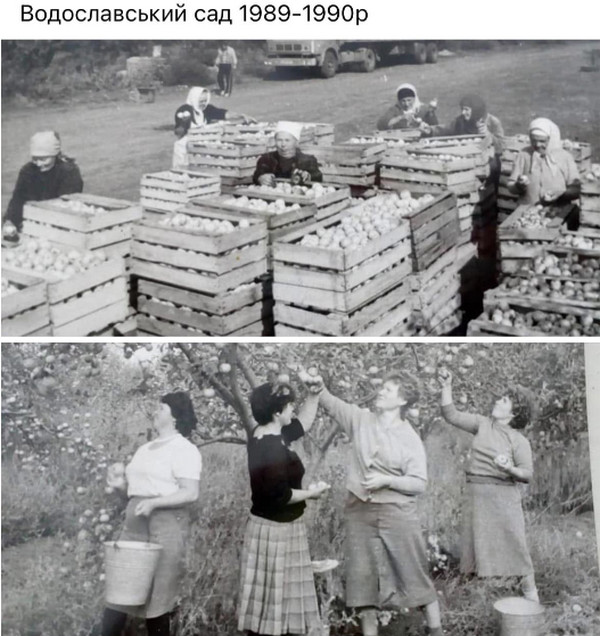 Чорно-біла архівна фотографія, що складається з двох частин, із підписом «Водославський сад 1989–1990р» у верхній частині. Верхня частина: Жінки у хустках та робочому одязі сортують і складають зібраний урожай яблук у дерев'яні ящики під відкритим небом на тлі вантажного автомобіля. Нижня частина: Чотири жінки збирають яблука безпосередньо з дерев у саду, зриваючи плоди з гілок та складаючи їх у металеві відра.