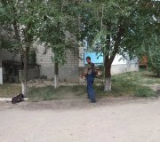 Покіс трави